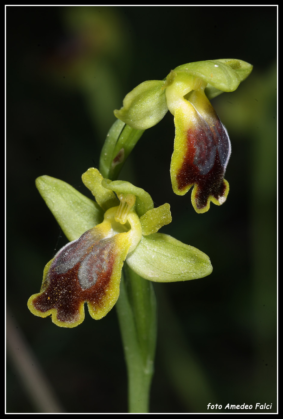 ORCHIDEE DI SICILIA: Ophrys flammeola Delforge